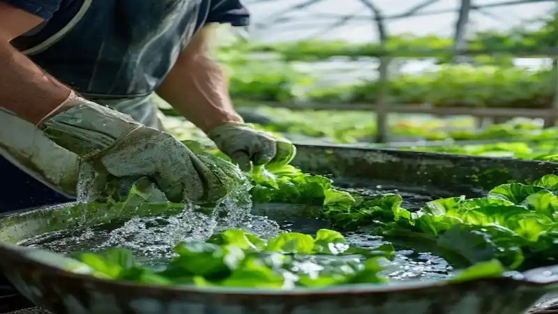 Farmer in apron and gloves washing green lettuce in a stainless steel basin inside a greenhouse with hydroponic rows